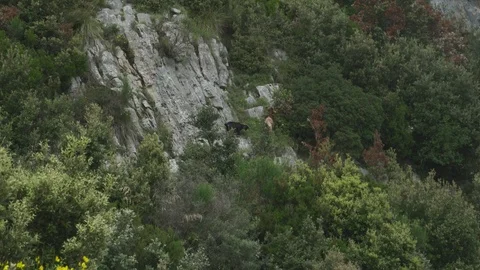 Mountain Goats Feeding On The Side Of A Mountain Video stock 100453253