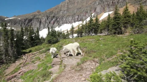 Mountain goats fighting Vidéo 8574619