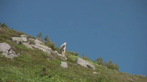 Mountain Goats Video stock 339113