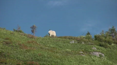 Mountain Goats Video stock 339116