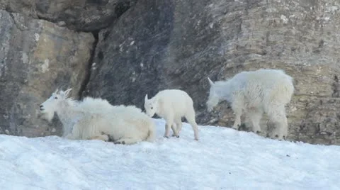 Mountain Goats Stock-Footage 11424688