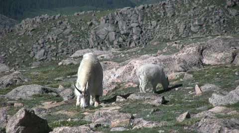 Mountain Goats Stock-Footage 12593087