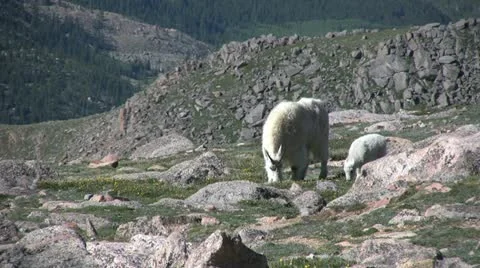 Mountain Goats Stock Footage