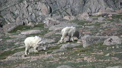 Mountain Goats Vídeos de archivo 20522670