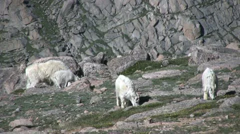 Mountain Goats Vidéo 20522824