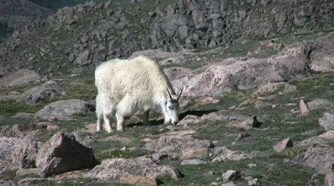 Mountain Goats Stock-Footage 20522846