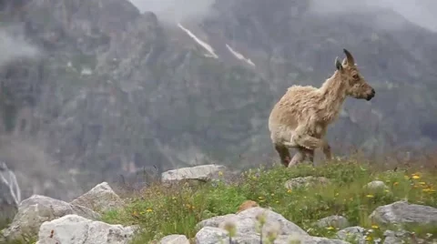 Mountain Goats 스톡 동영상 40523917