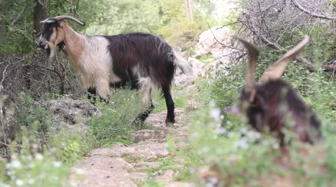 Mountain goats 스톡 동영상 42566164