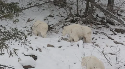 Mountain Goats Video stock 45594699