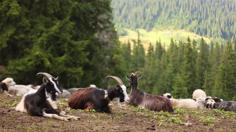 Mountain Goats Video stock 68807121