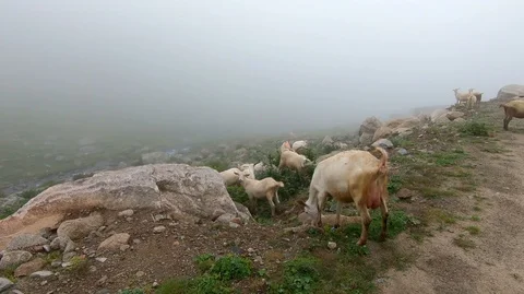 Mountain goats 库存影片 94995688