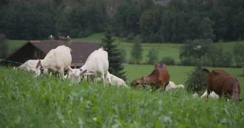 Mountain Goats Stock Footage 169917382
