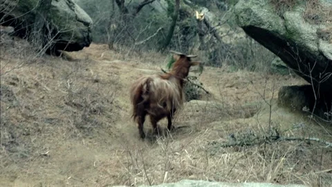 In the mountain goats Stock Footage 235269547