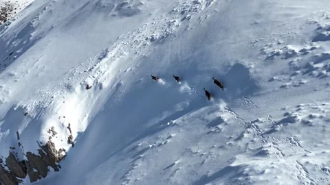 The Mountain Goats Stock Footage 294075202