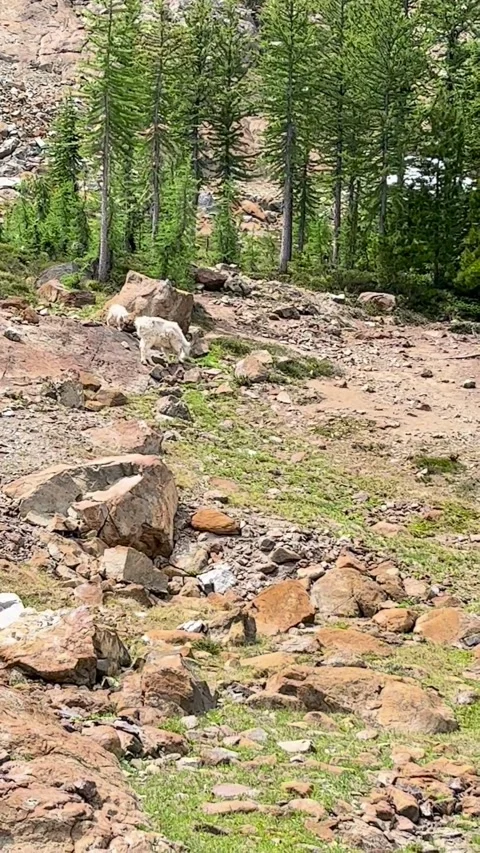Mountain Goats Stock Footage 305808426