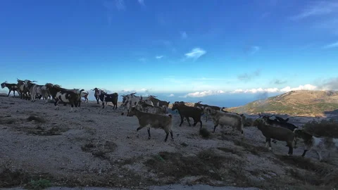 Mountain goats. Stock Footage 320255722