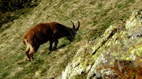 Mountain goats grazing in mountain Stock Footage 64724255
