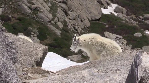 Mountain Goats in the High Alpine Vídeos de archivo 78498782