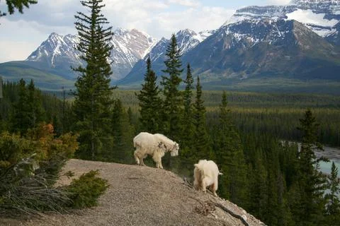 Mountain goats on a hillside Stockfoto's