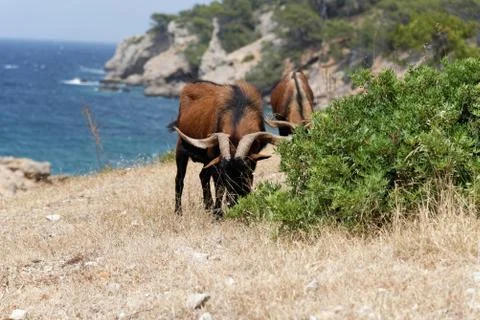 Mountain goats on Mallorca in the background the sea Stock Photos
