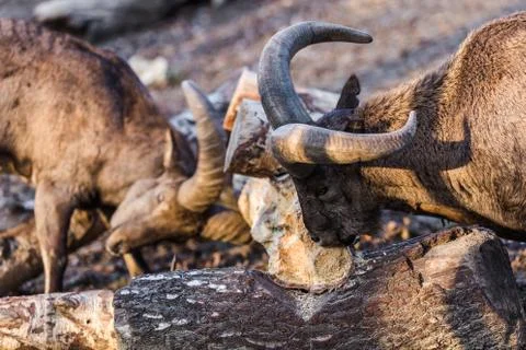 Mountain goats for a meal Stock Photos