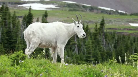 Mountain Goats mother lamb forest P HD 0579 Stock Footage