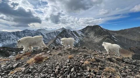 Mountain Goats on Mountain Summit Stock Photos