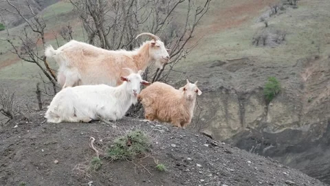 Mountain goats on the mountainside Video stock 284252924
