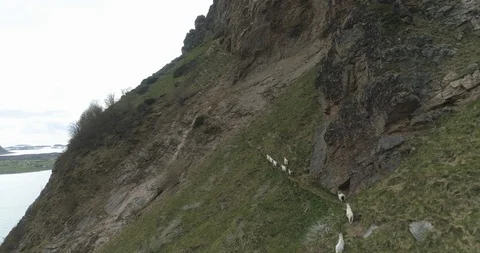 Mountain goats in Norway Stock Footage 85962162