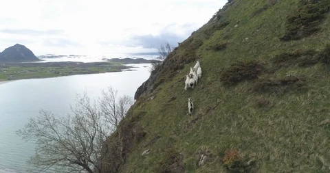 Mountain goats in Norway Stock Footage 85962277