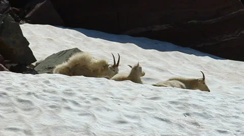 Mountain Goats (Oreamnos americanus) Video stock 33930184