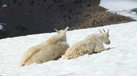 Mountain Goats (Oreamnos americanus) 動画素材 34206395