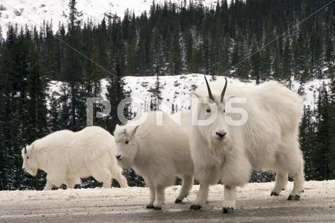 Mountain Goats Stock Photos