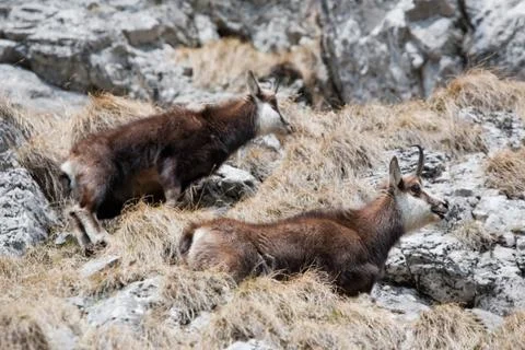 Mountain goats Stock Photos