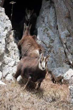 Mountain goats Stock Photos