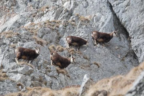 Mountain goats Stock Photos