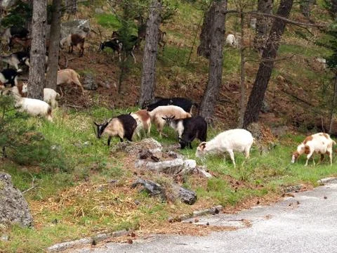 Mountain goats 스톡 사진