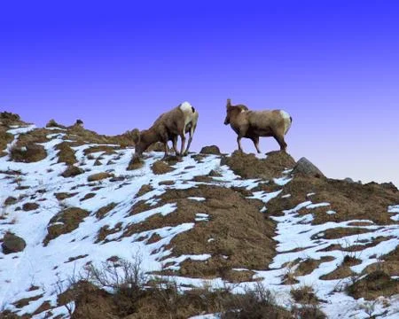 Mountain Goats Stock Photos