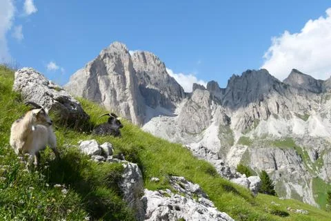 Mountain goats Stock Photos