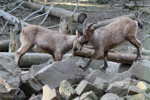 Mountain goats Stock Photos