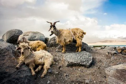 Mountain goats Stock Photos