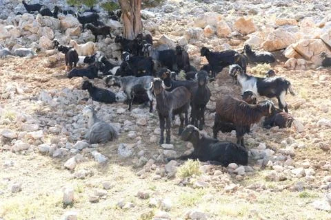 Mountain goats. Stock Photos