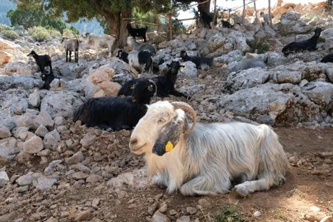 Mountain goats. Stock Photos