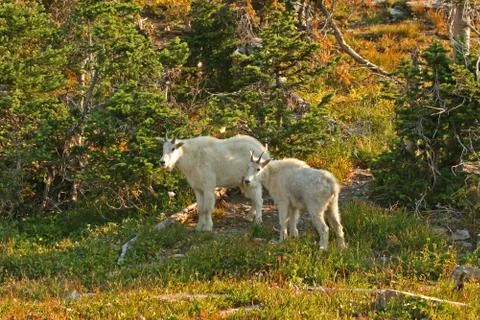 Mountain Goats Stock Photos