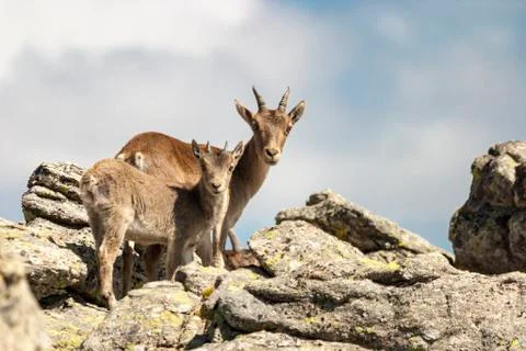 Mountain goats Stock Photos