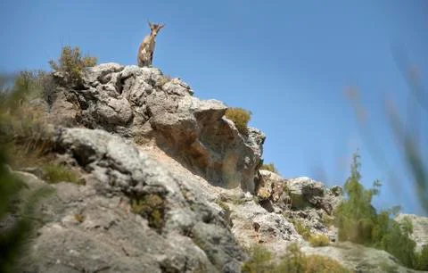 Mountain goats Stock Photos