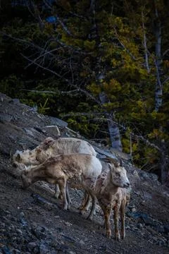 Mountain Goats Foto stock