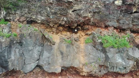 Mountain Goats Playing on the ocean cliffs near Captain Cook Hawaii Island T Vídeo Stock 165172463