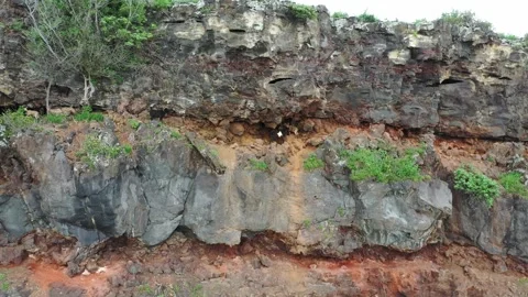 Mountain Goats Playing on the ocean cliffs near Captain Cook Hawaii Island T Vídeo Stock 165172465