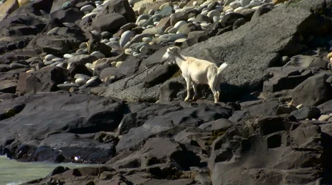 Mountain goats at river in the Caucasus Stock Footage 54424685